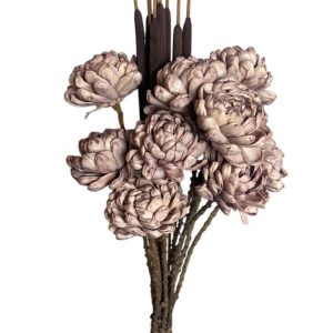 Chrysanthemum Old Pink